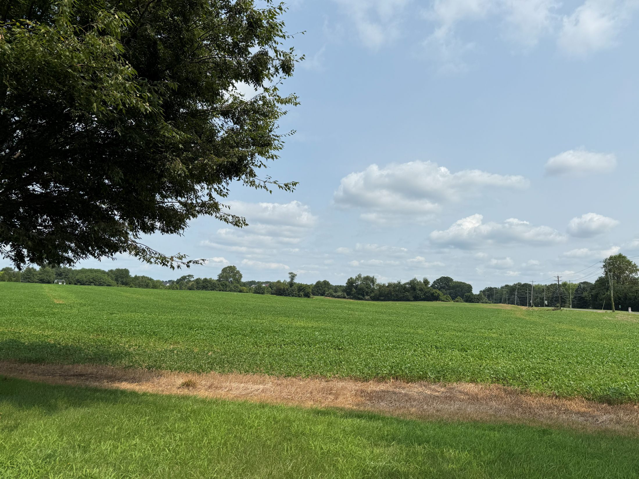 Open Space field